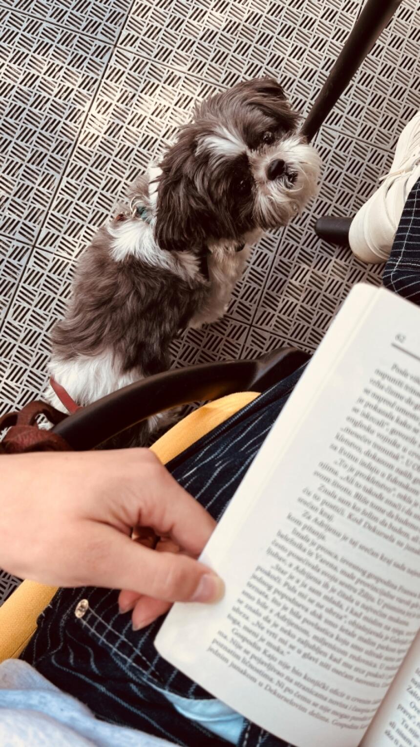 Bonjour.pets: Upoznajte najslađi dio Bonjour.ba uredništva koji ne preskače sastanke