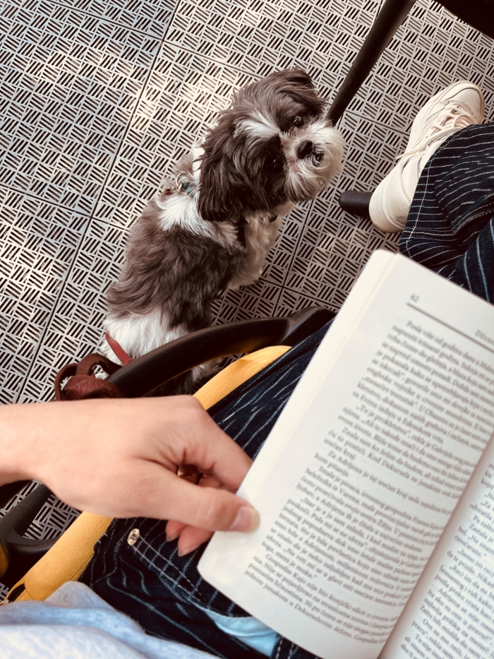Bonjour.pets: Upoznajte najslađi dio Bonjour.ba uredništva koji ne preskače sastanke