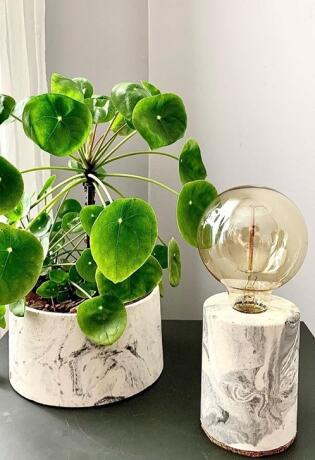 Pilea peperomioides - zašto svi sretni ljudi imaju ovu biljku u svom domu?