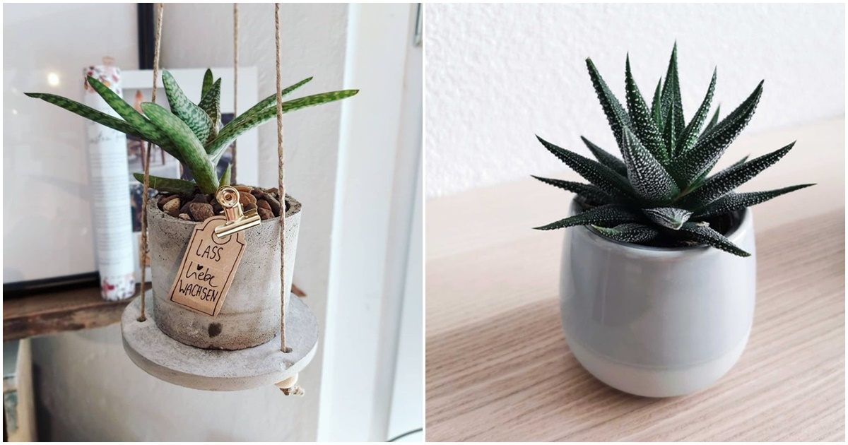 Aloe vera - nezahtjevna, ljekovita biljka koja isti zrak, poboljava san i  dio je nae beauty rutine