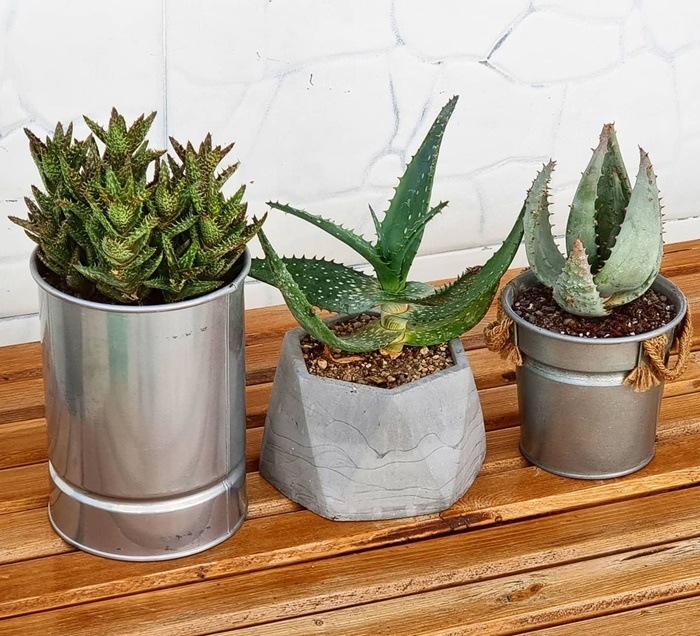 Aloe vera - nezahtjevna, ljekovita biljka koja isti zrak, poboljava san i  dio je nae beauty rutine