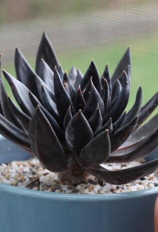 Echeveria ‘Black Knight’ naziv je sukulenta za kojeg se lako brinuti, a ima i prekrasan crveni cvijet