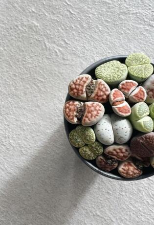 Lithops je sukulent kakav još niste vidjeli, a evo zašto ćete ga htjeti imati