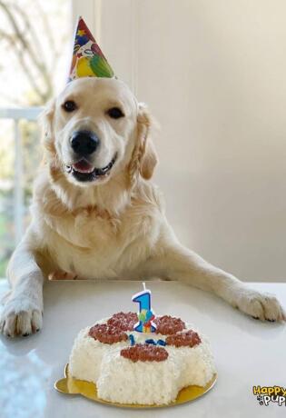 Sa vlasnicom brenda Happy Puppy govorili smo o zaštiti životinja, zdravoj ishrani i omiljenim slasticama pasa i mačaka