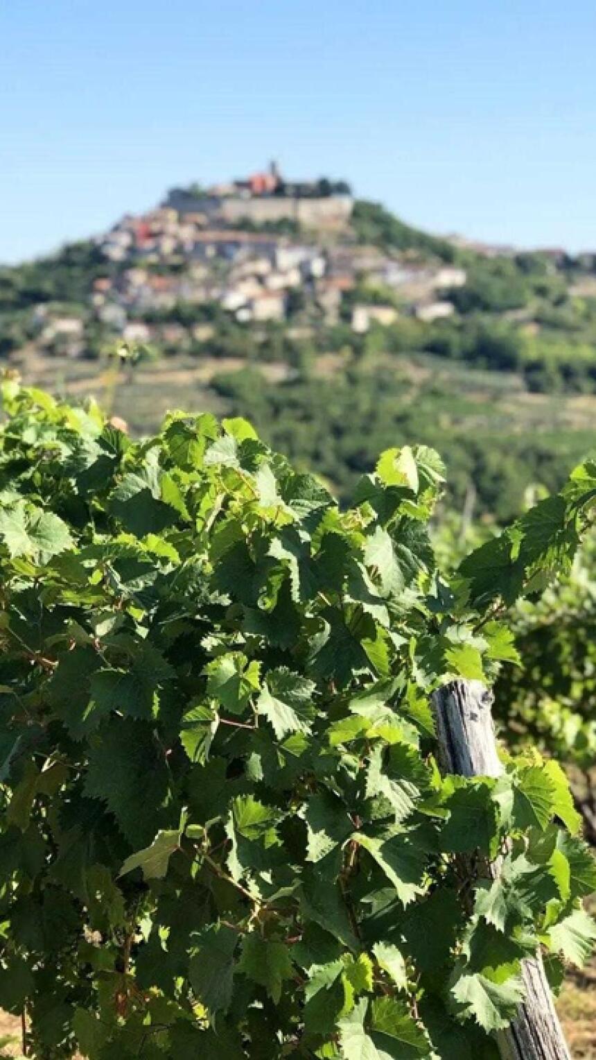 Počela je tradicionalna sezona berbe grožđa u regiji! Donosimo detalje.
