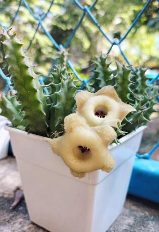 Huernia somalica hybrid: sukulent koji će zvjezdanim izgledom osvježiti svaki kutak doma