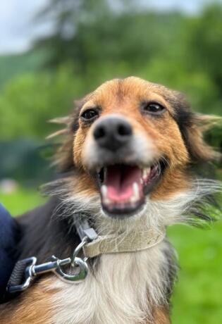 PawFriends Sarajevo: Provedite subotu družeći se s napuštenim psima