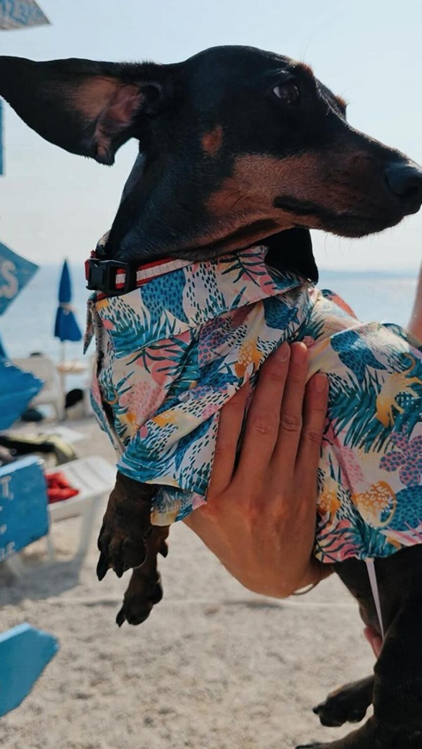 Na ovim plažama ćete uživati i vi i vaši ljubimci! Donosimo sve detalje.