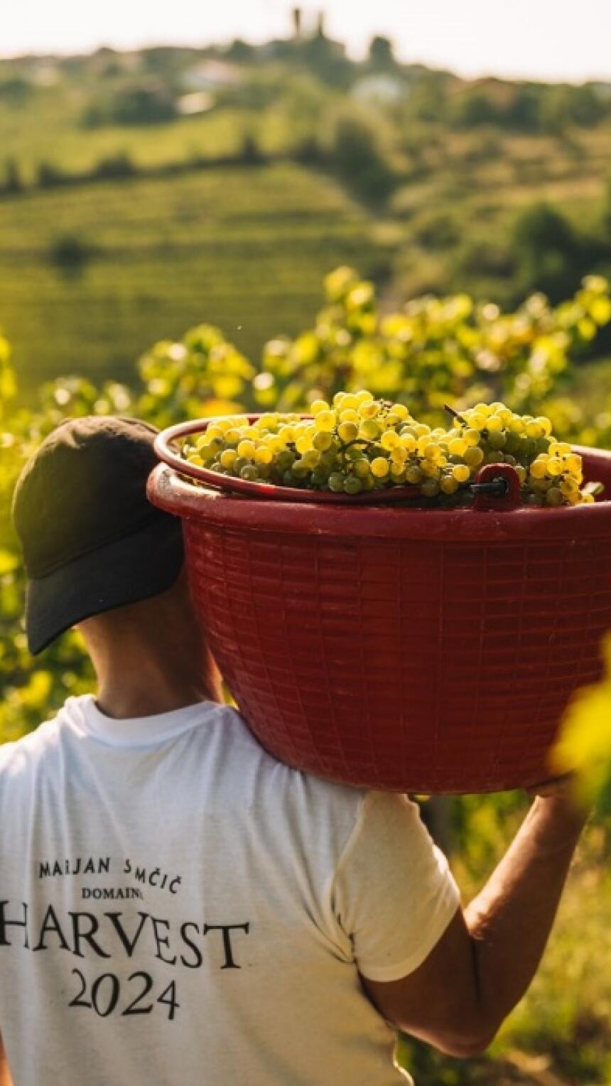 Brže, ranije, bolje: Nova pravila berbe donose najbolje vino do sada!