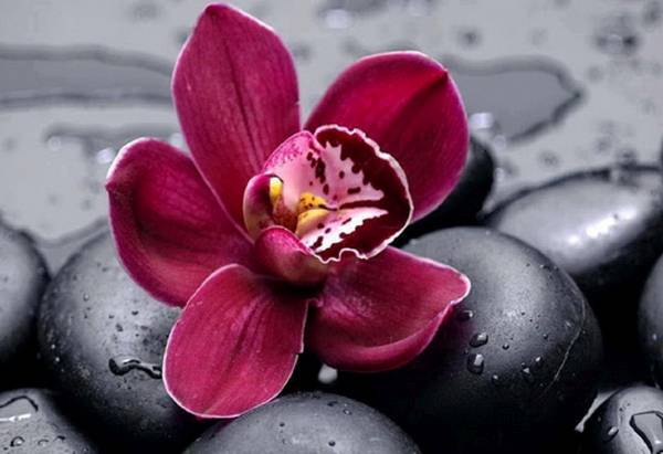 orchid-flower-11