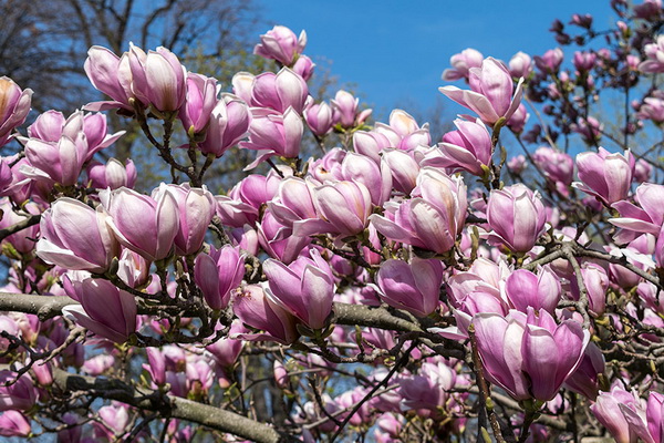 9 magnolije