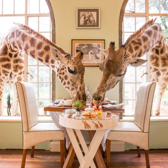 kenija giraffe hotel 03
