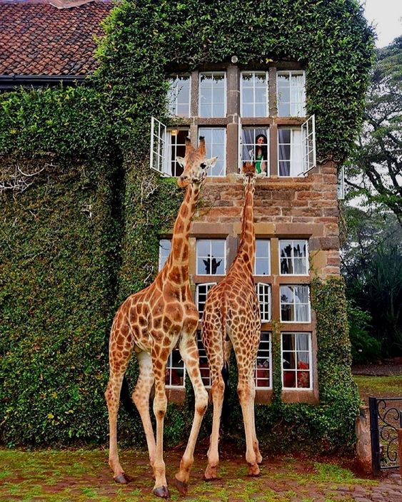 kenija giraffe hotel 06