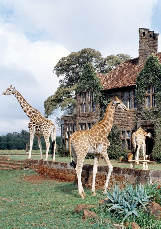 kenija giraffe hotel 09